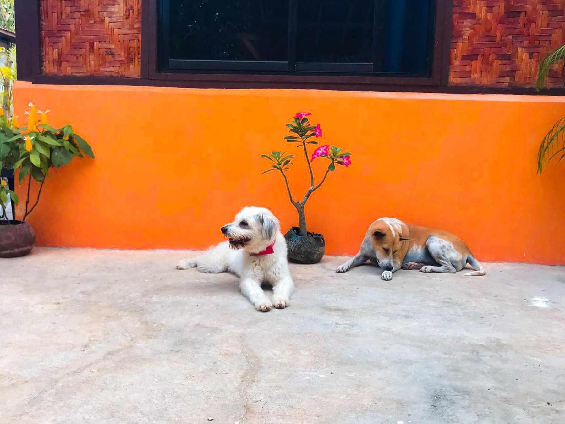 Don Leo'S Bnb Esperanza Eksteriør bilde
